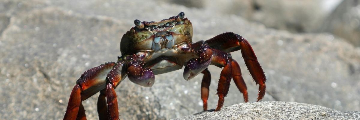 Mersin Mavi Yengeç Rehberi